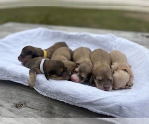 Dachshund Litter for sale in MARSHFIELD, MO, USA