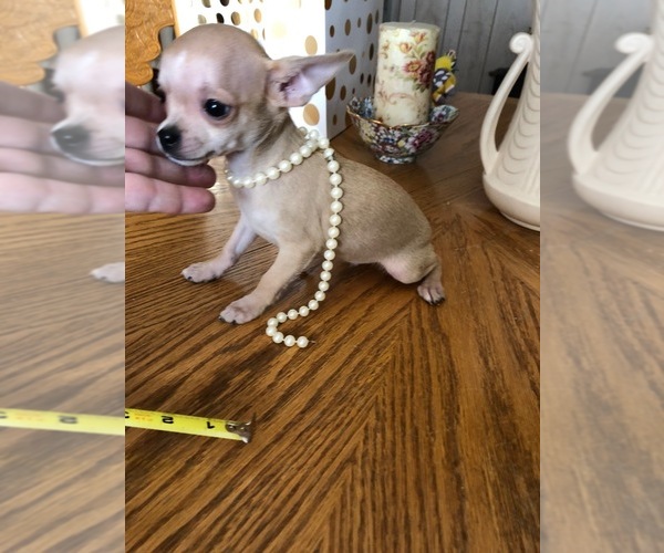 Medium Photo #7 Chihuahua Puppy For Sale in TRACY, CA, USA
