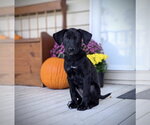 Small Photo #6 Labrador Retriever-Unknown Mix Puppy For Sale in SHERBURNE, NY, USA