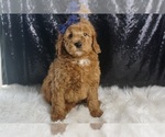 Puppy Kobe F1B Goldendoodle (Miniature)