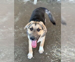 German Shepherd Dog Dogs for adoption in Riverside, CA, USA