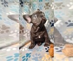 Small French Bulldog