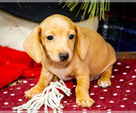 Small Photo #3 Dachshund Puppy For Sale in WAKARUSA, IN, USA