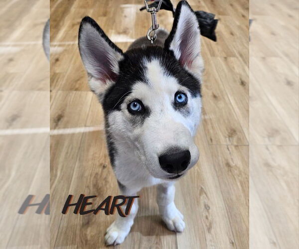 Medium Photo #2 Siberian Husky Puppy For Sale in Severn, MD, USA