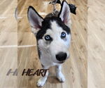Small #1 Siberian Husky