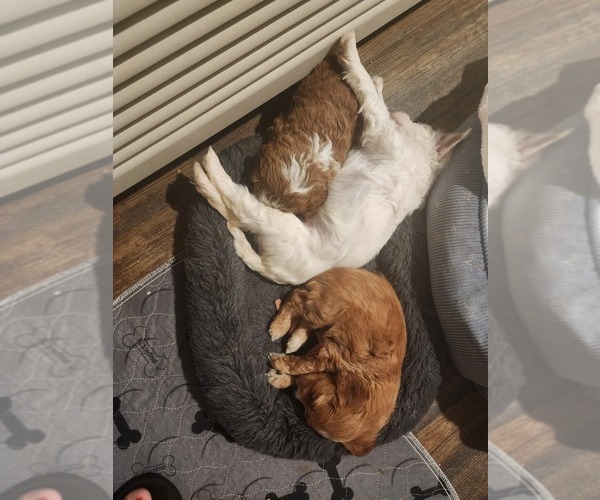 Medium Photo #8 Goldendoodle Puppy For Sale in SAN TAN VALLEY, AZ, USA