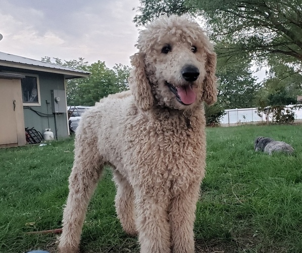 Full screen Photo #1 Goldendoodle Puppy For Sale in SNOWFLAKE, AZ, USA