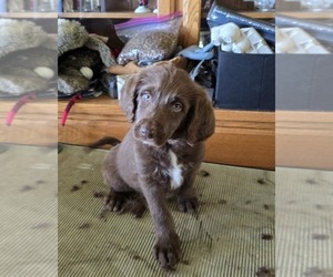 Bordoodle Puppy for sale in ROSEBURG, OR, USA
