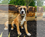 Small Australian Shepherd-Bulldog Mix