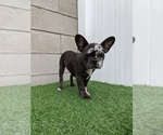 Small Photo #8 French Bulldog Puppy For Sale in SIMI VALLEY, CA, USA