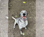 Small #5 Coonhound Mix