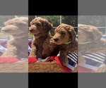 Small Photo #6 Goldendoodle Puppy For Sale in MILTON, FL, USA