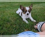 Small #2 Papillon