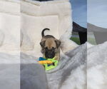 Small #2 Boxador