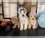 Small Photo #1 Maltipoo Puppy For Sale in RANCHO CUCAMONGA, CA, USA
