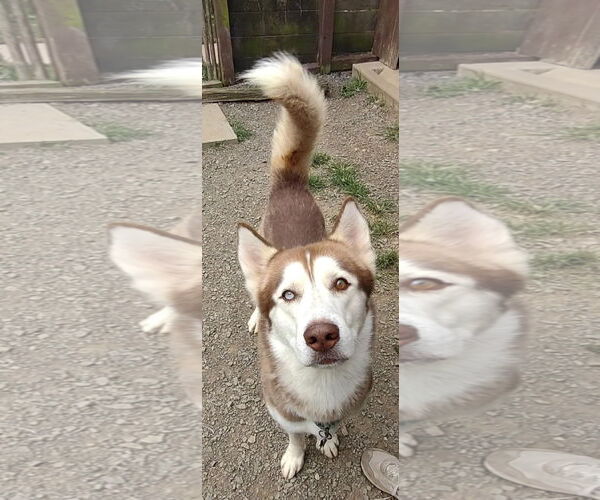 Medium Photo #5 Siberian Husky Puppy For Sale in Uwchlan, PA, USA