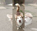 Small #4 Siberian Husky