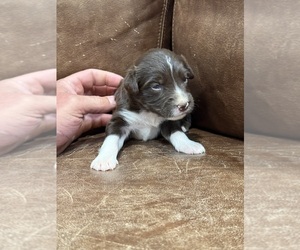 Australian Shepherd Puppy for sale in STEWART, MS, USA
