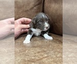Image preview for Ad Listing. Nickname: Cocoa