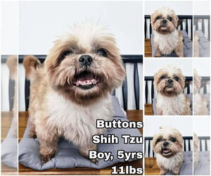Buttons from Korea - Male Shih Tzu Dog for Adoption