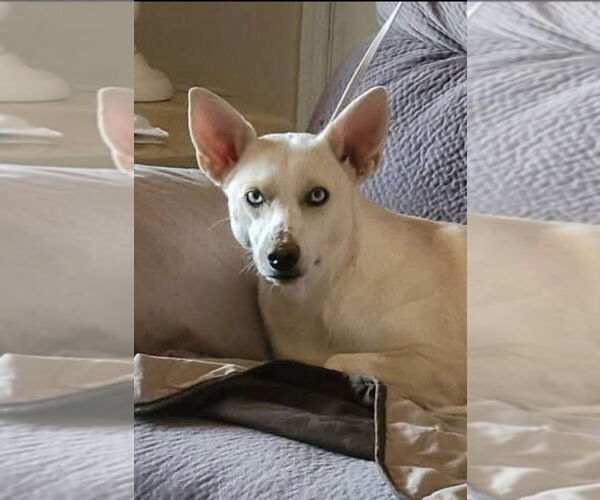 Medium Photo #1 Mutt Puppy For Sale in Aurora, IN, USA