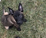 Small Photo #3 Belgian Malinois Puppy For Sale in SYRACUSE, IN, USA
