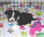 Small #5 Maltipoo