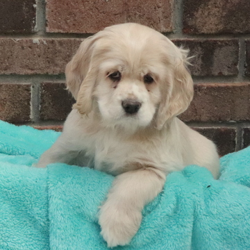 Medium Photo #1 Cocker Spaniel Puppy For Sale in GAP, PA, USA