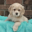 Small Photo #1 Cocker Spaniel Puppy For Sale in GAP, PA, USA