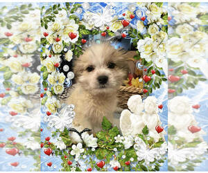 Shiranian Puppy for sale in NEW BALTIMORE, MI, USA