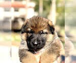 Small Photo #4 German Shepherd Dog Puppy For Sale in OJAI, CA, USA
