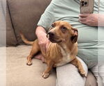 Small #3 Dachshund Mix