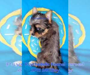 Yorkshire Terrier Puppy for sale in DECATUR, GA, USA