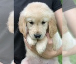 Small Photo #3 English Cream Golden Retriever Puppy For Sale in MORGANTOWN, IN, USA