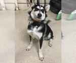 Small Siberian Husky