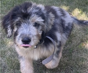 Aussiedoodle Miniature  Puppy for sale in SPRINGFIELD, MO, USA