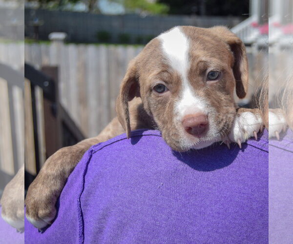 Medium Photo #5 American Staffordshire Terrier-Boston Terrier Mix Puppy For Sale in Huntley, IL, USA