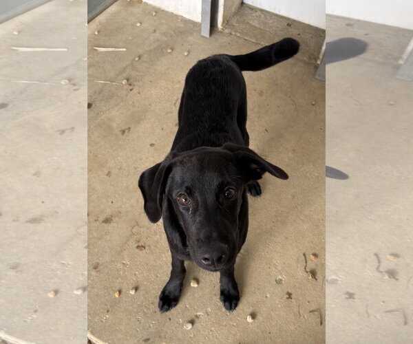 Medium Photo #1 Labrador Retriever-Unknown Mix Puppy For Sale in Sterling, MA, USA