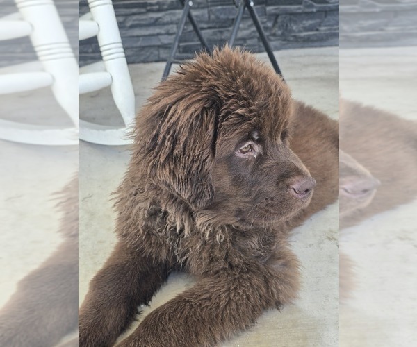 Medium Photo #10 Newfoundland Puppy For Sale in TILTON, IL, USA