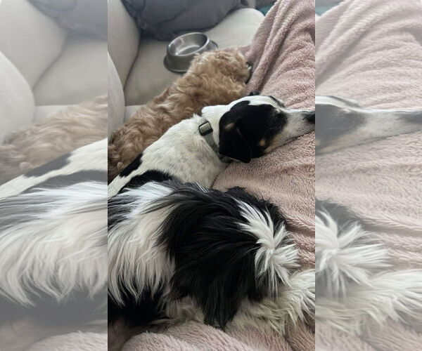 Medium Photo #2 Shih Tzu Puppy For Sale in Kankakee, IL, USA