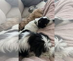 Small #1 Shih Tzu