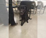Small #1 Labrador Retriever