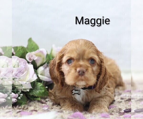 Medium Photo #26 Cocker Spaniel Puppy For Sale in LOYAL, WI, USA