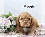 Small Photo #26 Cocker Spaniel Puppy For Sale in LOYAL, WI, USA