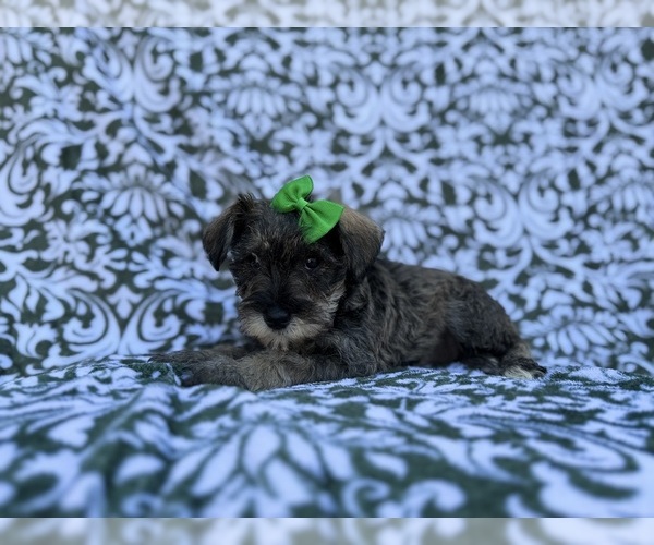 Medium Photo #5 Schnauzer (Miniature) Puppy For Sale in LAKELAND, FL, USA