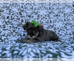 Small #4 Schnauzer (Miniature)