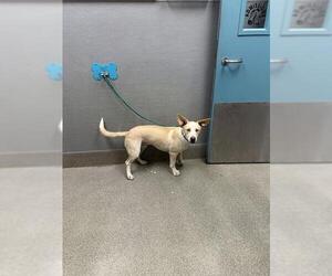 Siberian Husky-Unknown Mix Dogs for adoption in Las Vegas, NV, USA