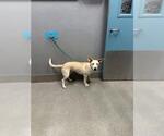Small Siberian Husky Mix