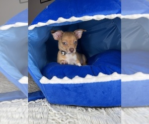Medium Chihuahua