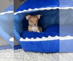 Small Chihuahua